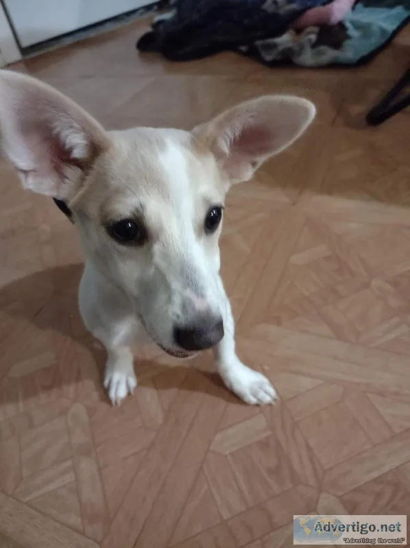 Rehoming  5 month puppy