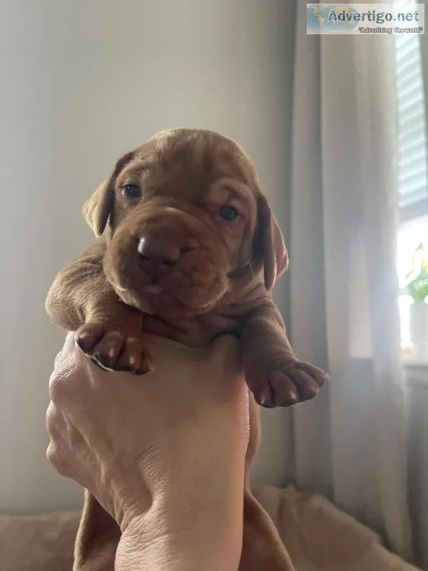 Vizsla Puppies