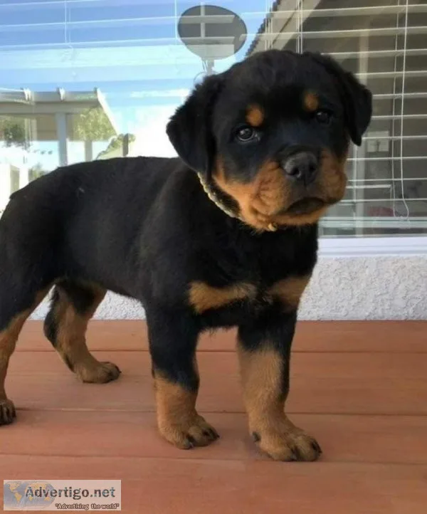 Rottweiler Puppies