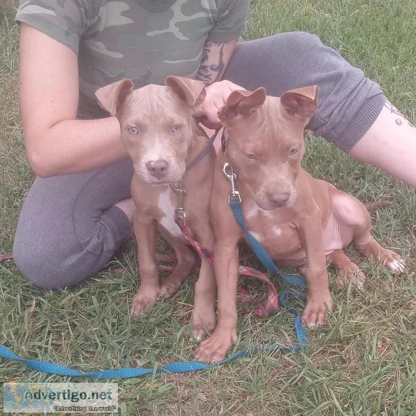 pitbull puppies