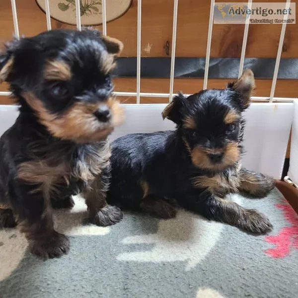 Amazing super tiny perfect Kennel Club registered Yorkshire Terr