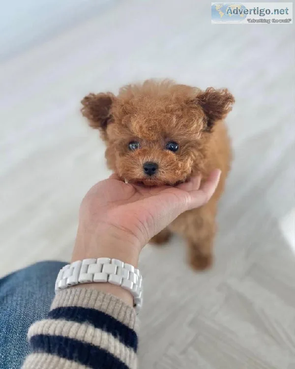 Teacup and Toy Poodle Puppies