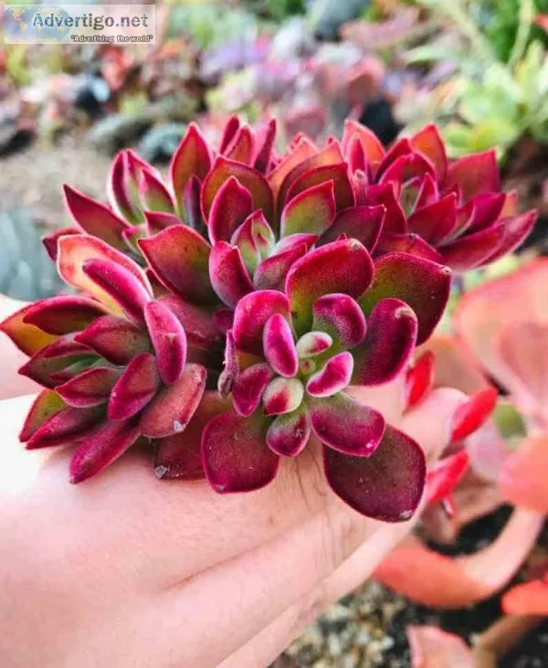 How to Tell if a Plant is Dying