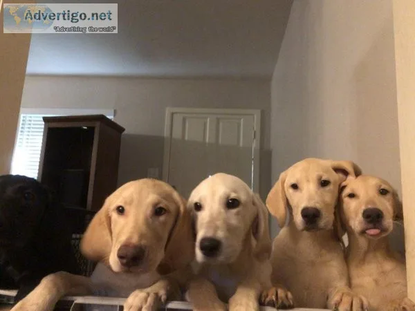 Beautiful lab puppies