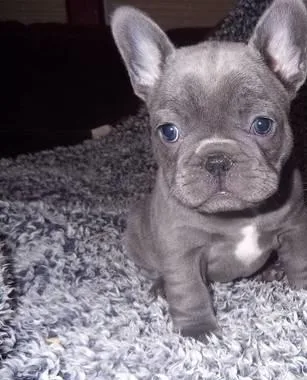 Adorable French bulldog