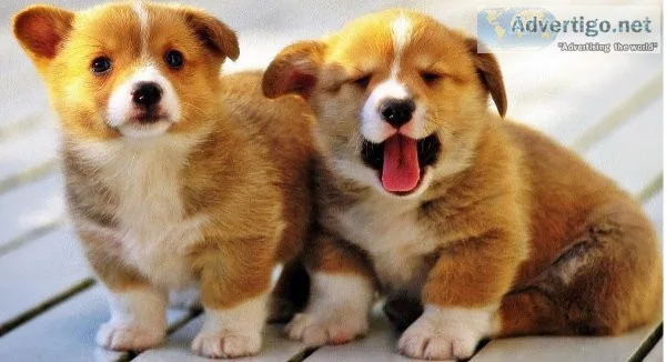 Pembroke Welsh Corgi Puppies