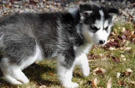 husky puppies