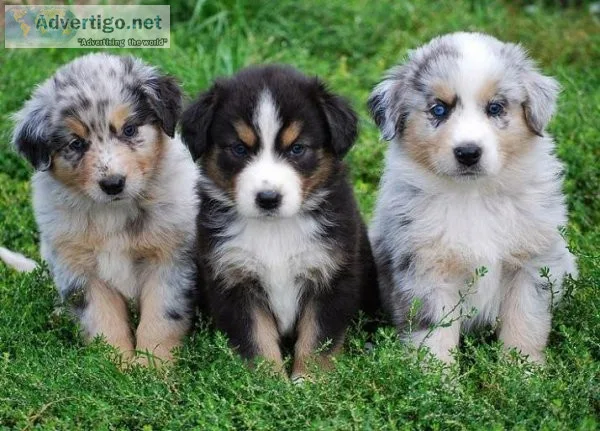 Available NowBeautiful Red Merle Australian Shepherd puppies