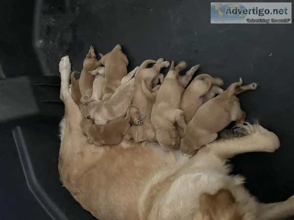 Golden Retriever Puppies