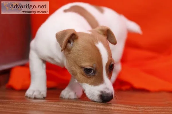 Jack Russell puppies