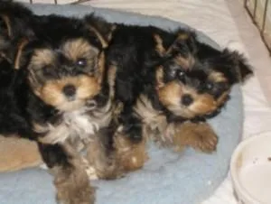 Home Raised Yorkie babies For Adoptio