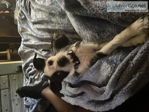 2 male Rat Terrier mix