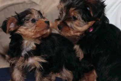 T-Cup Pups Jude and Kathy Needs A Home Urgently.  200.00