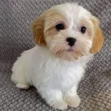 Male Shihpoo Puppies