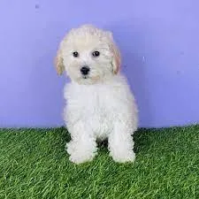 Maltipoo puppies