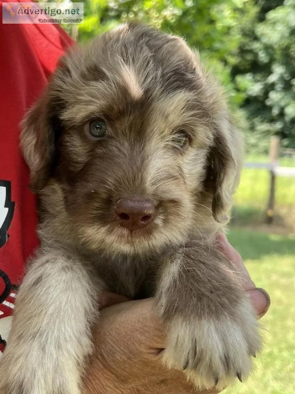 Labradoodle puppy