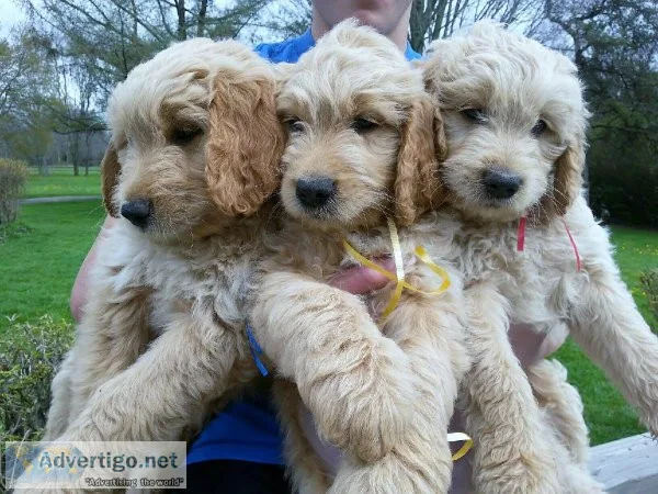 Mini Goldendoodles available(15-20lbs)