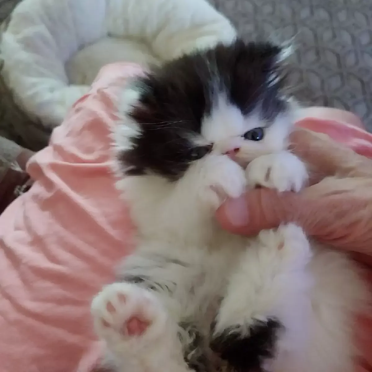 Persian Kittens