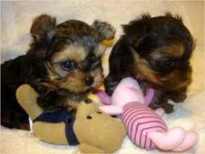 Lovely playful Teacup Yorkie both female Yorkie (A K C Registere