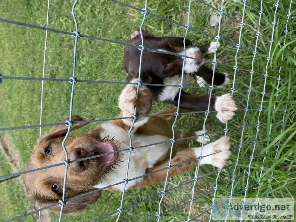 Aussiedooles