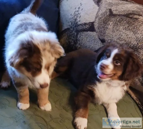 Australian Shepheard