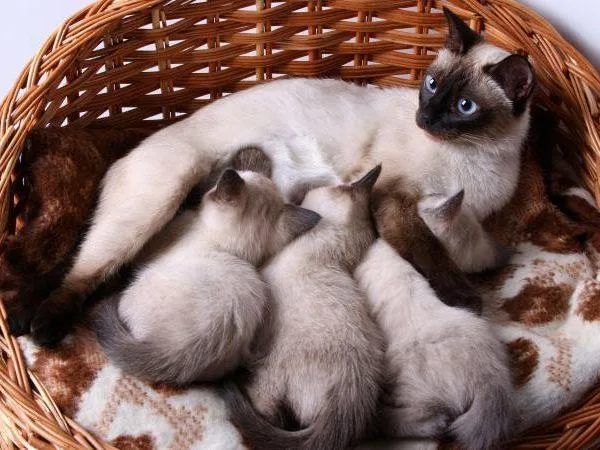 Cat Price in Jaipur