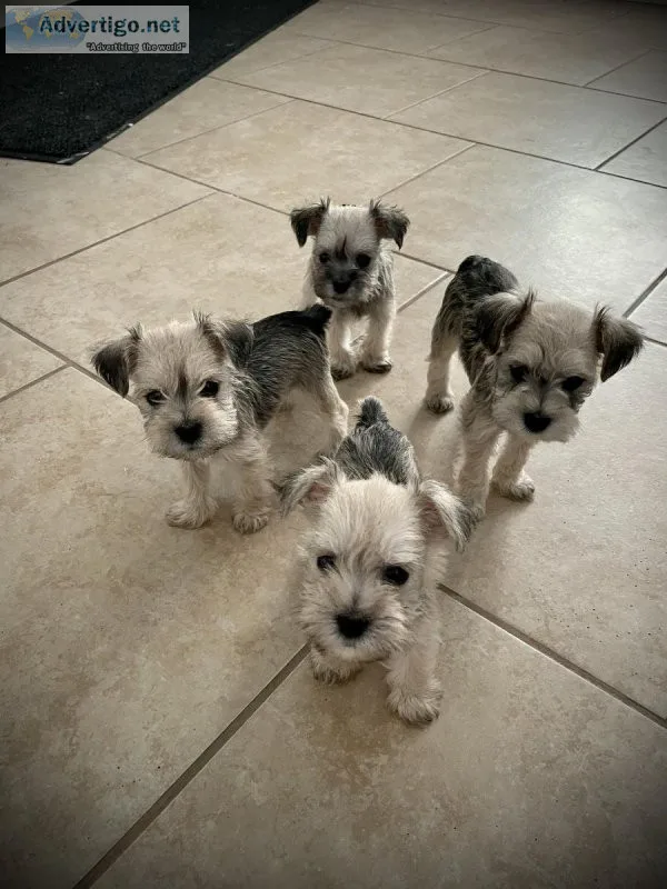 Mini schnauzer