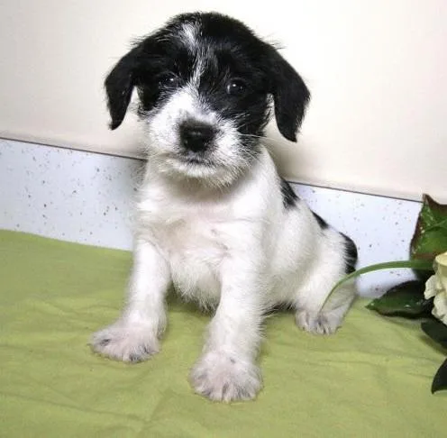 Charming Miniature Schnauzer Puppies
