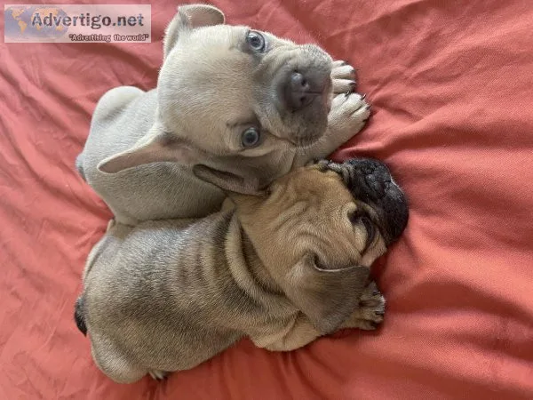 French bulldog puppies