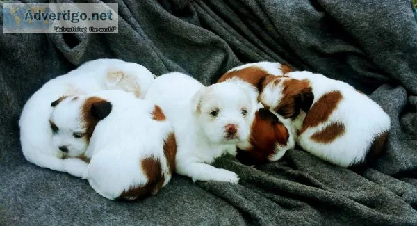 Lhasa apso pups