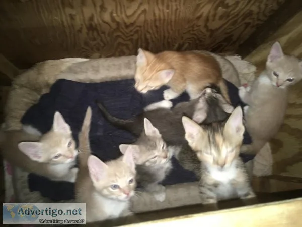 Maine Coon Mix kittens