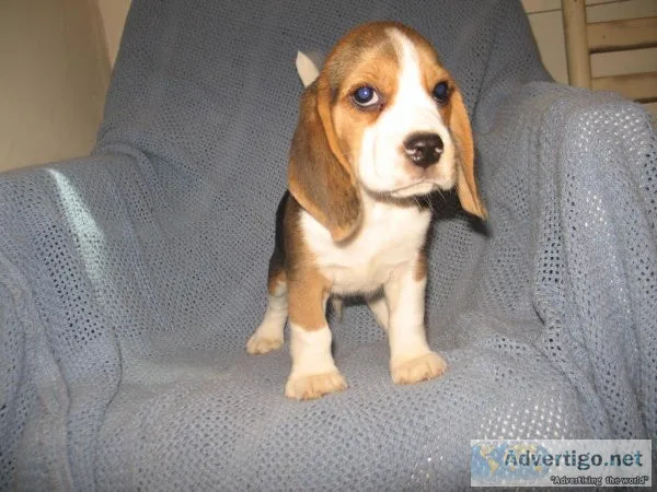 Beagle pups