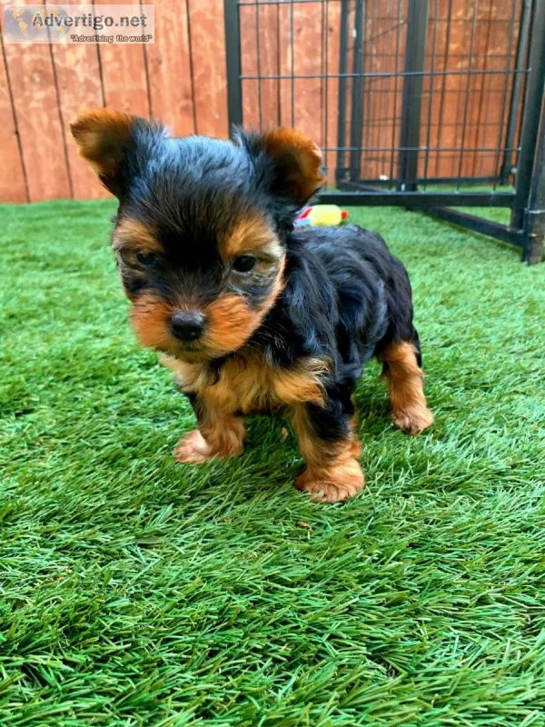 Yorkshire terrier