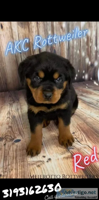 AKC Rottweilers puppies