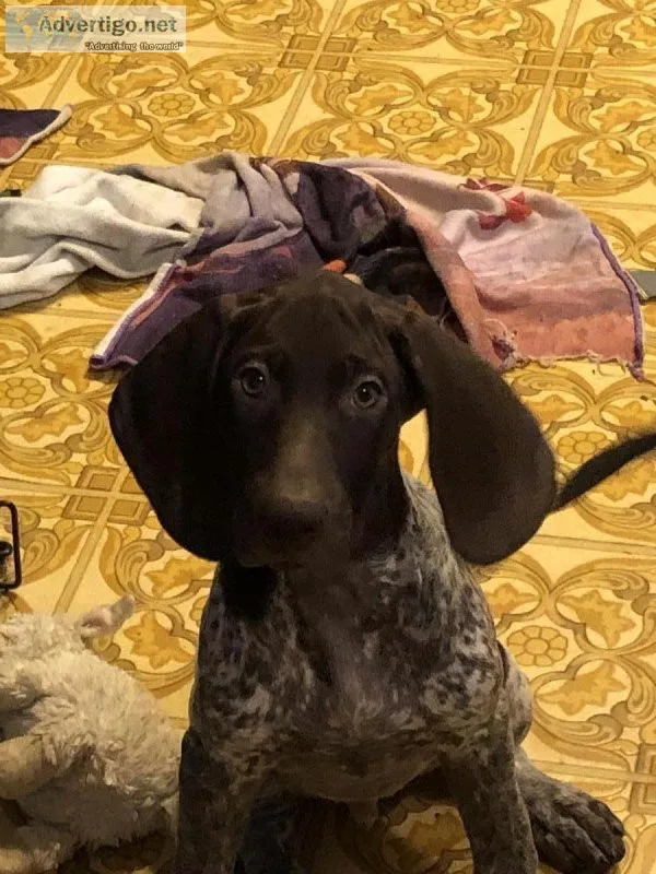 German Shorthaired Pointer Puppies
