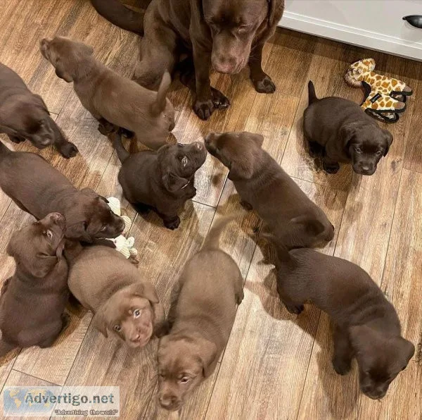 LABRADOR RETRIEVERS PUPPIES AVAILABLE