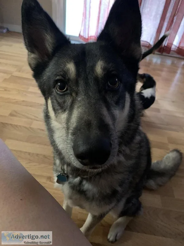 Giberian Shepsky