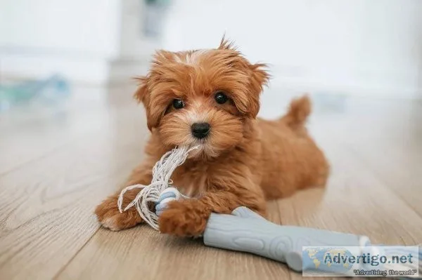 Amazing Maltipoo Puppies For a Loving HOME