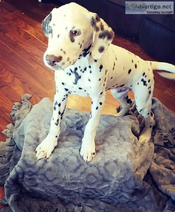 Dalmatian puppies