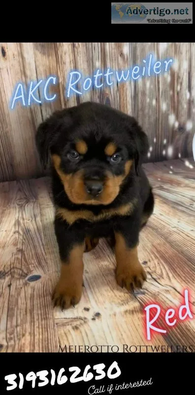 AKC Rottweiler Puppies