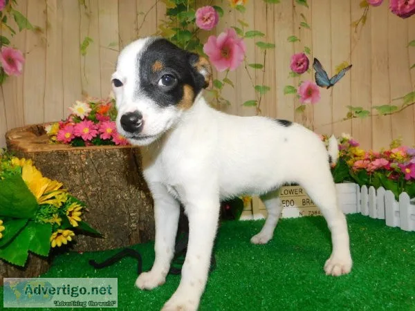 Farm Mix Puppies. Great with KIDS.