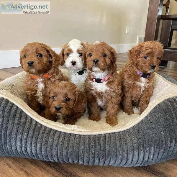 Sweet and Playful Cavapoo for Adoption