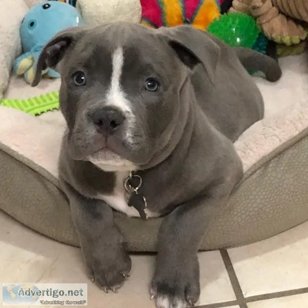 American Pitbull Terrier Puppies For Re-Homing