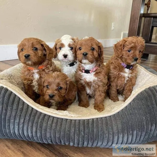 Male and Female Cavapoo Puppies