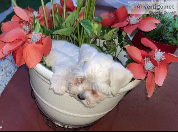 Mini schnauzer