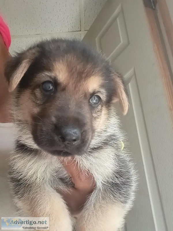 German shepherds puppies for sale