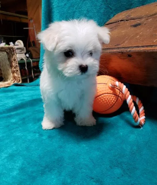 Maltese Puppies Ready For Adoption