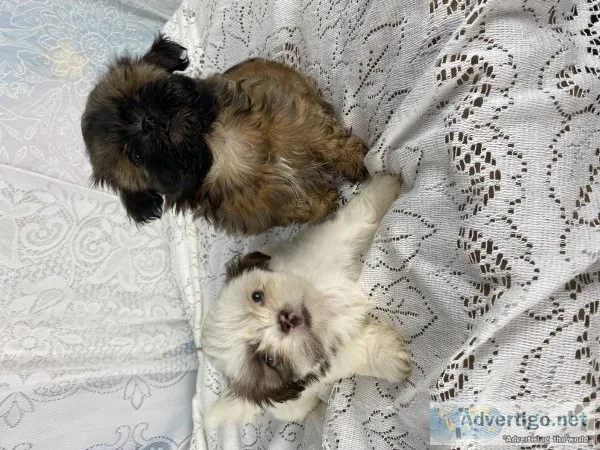 Shih tzu