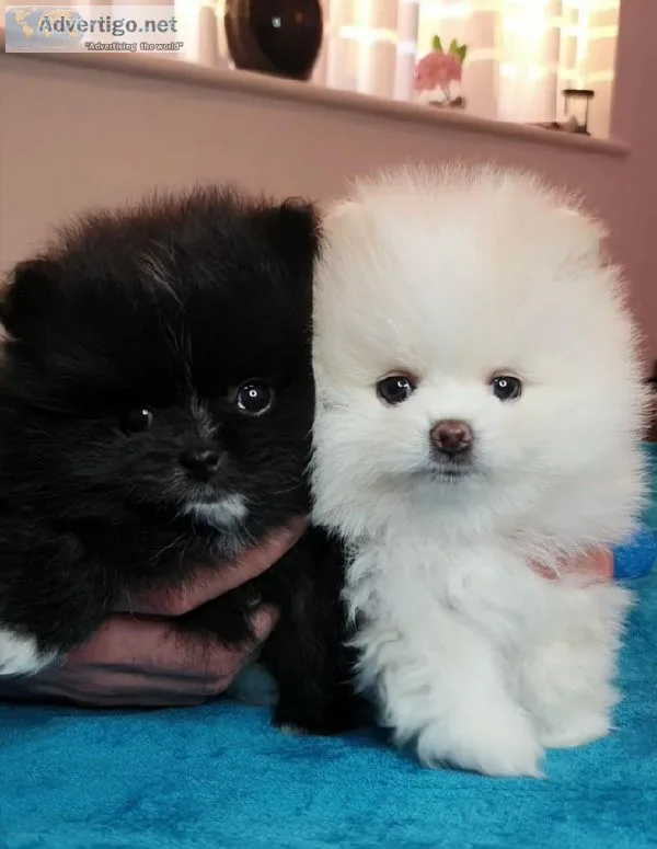 Healthy  adorable Mini Pomeranian  Puppies.