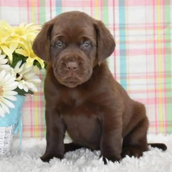 Labrador retriever  puppies